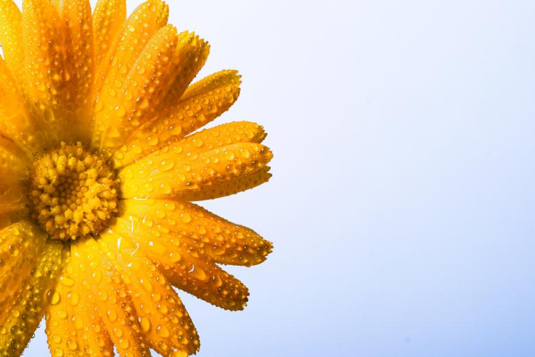 Free stock image of Flower background created by 2happy