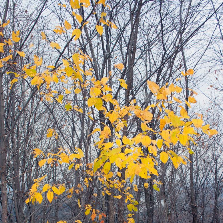 Free stock image of leaves created by 2happy