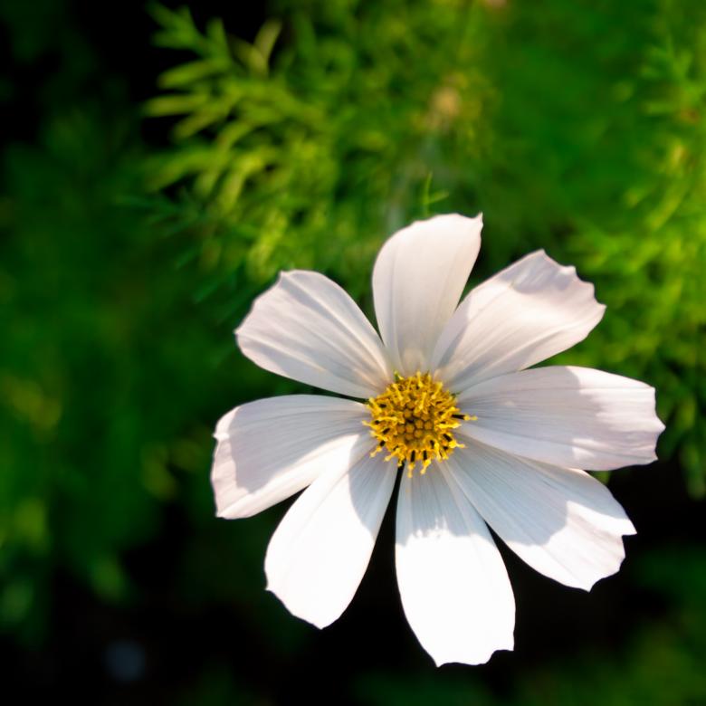 Free stock image of White flower created by 2happy