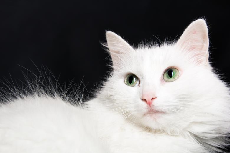 Free stock image of White cat created by 2happy