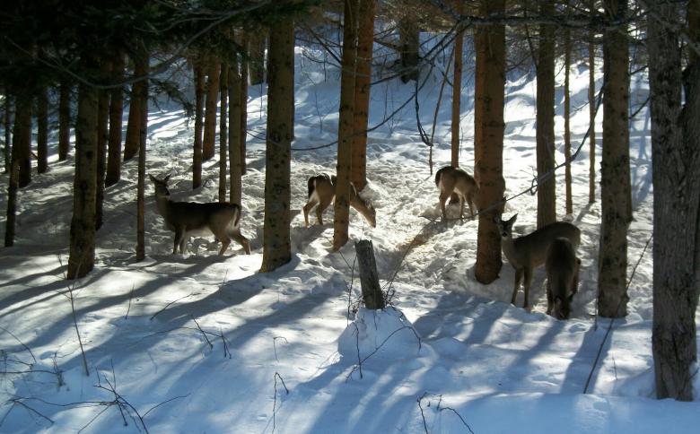 Free stock image of Deer Friends created by Nature Girl