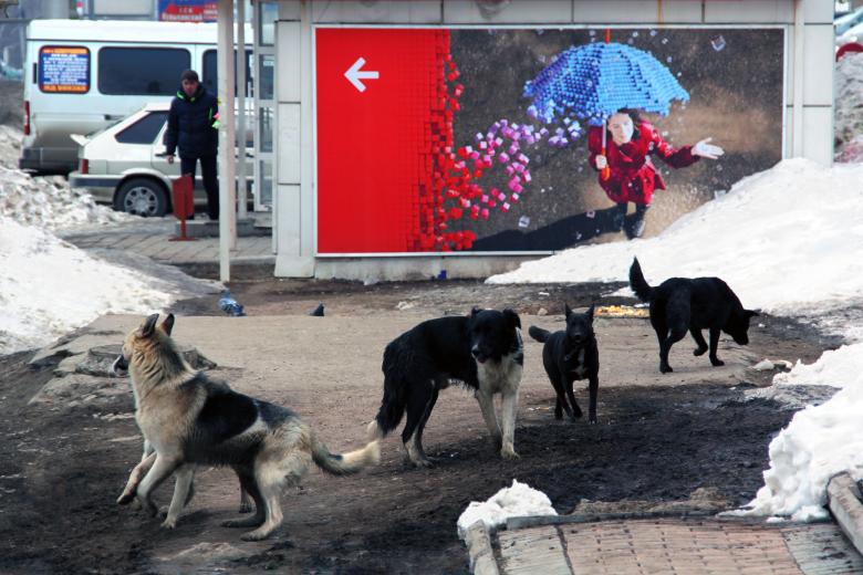 Free stock image of Cubes breaks up dogs created by 2happy