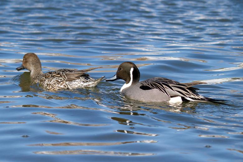 Free stock image of Northern pintail, Anas acuta created by Geoffrey Whiteway