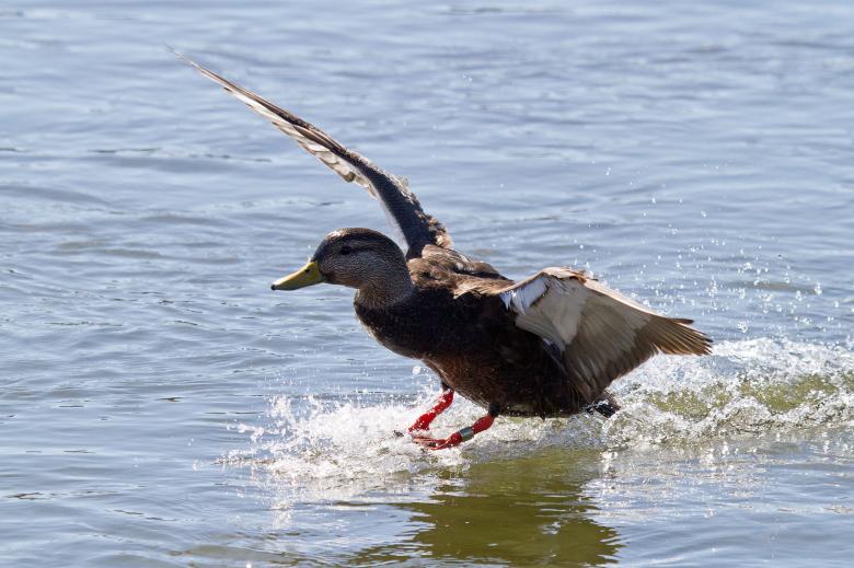 Free stock image of Mallard duck, Anas platyrhyncos created by Geoffrey Whiteway