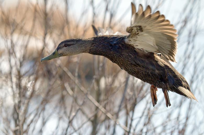 Free stock image of Mallard duck, Anas platyrhyncos created by Geoffrey Whiteway