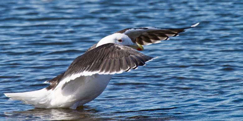 Free stock image of Black-back Gull created by Geoffrey Whiteway