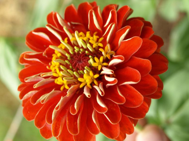 Free stock image of Red Flower created by Bilal Aslam