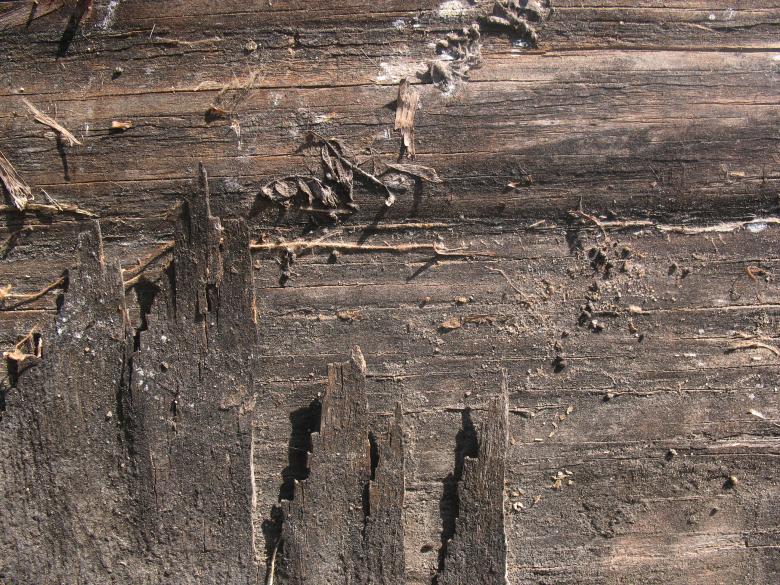 Free stock image of Old Wood Texture created by Free Texture Friday