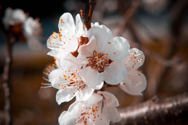 Free stock image of Spring flower created by Alen