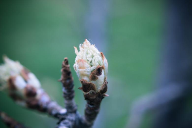 Free stock image of Fruit buds created by Alen