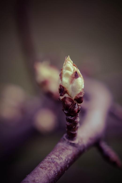 Free stock image of Fruit buds created by Alen