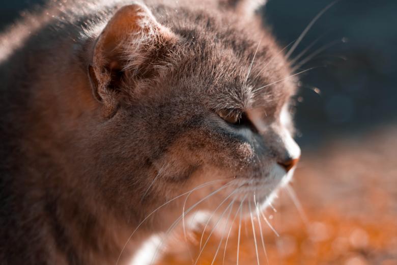 Free stock image of Cat in the sun created by Alen