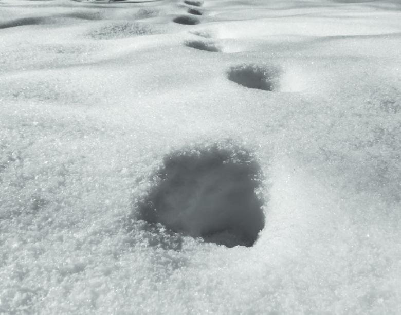 Free stock image of Foot prints  created by Janis Urtans