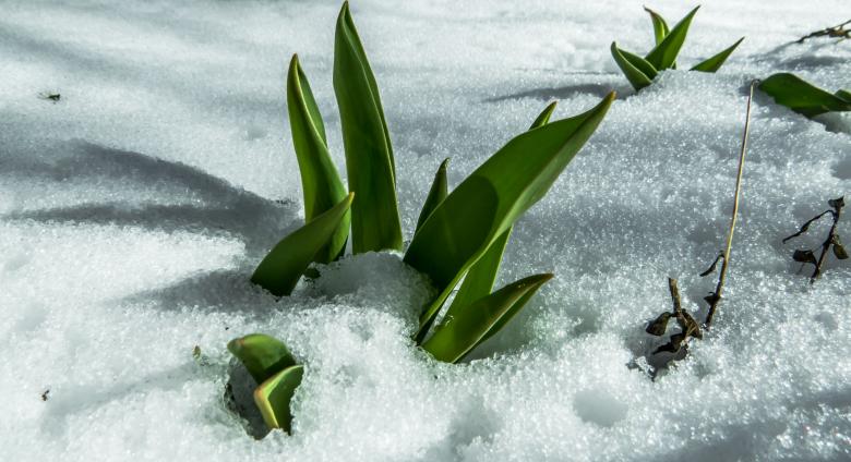 Free stock image of Snowy morning created by Janis Urtans