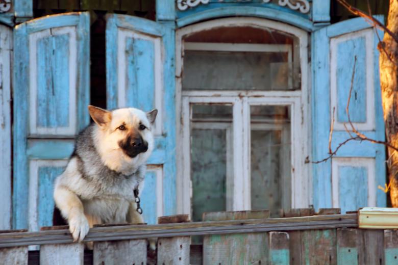 Free stock image of Dog created by 2happy