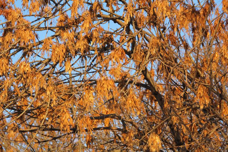 Free stock image of Autumn leaves created by 2happy