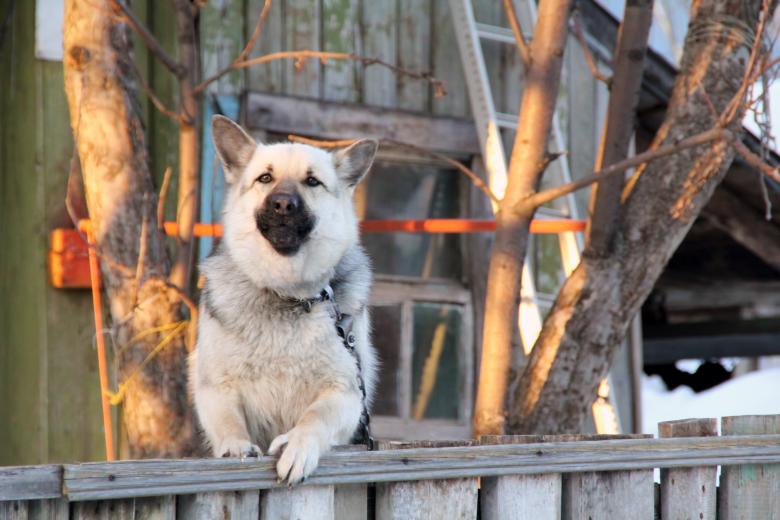 Free stock image of Dog created by 2happy