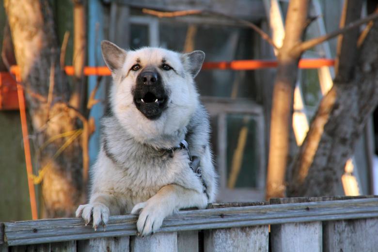 Free stock image of Dog created by 2happy