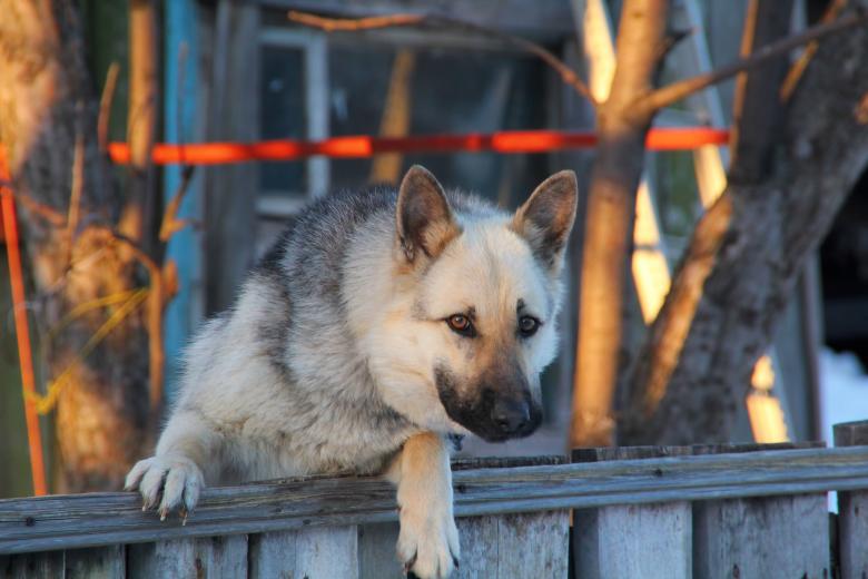 Free stock image of Dog created by 2happy