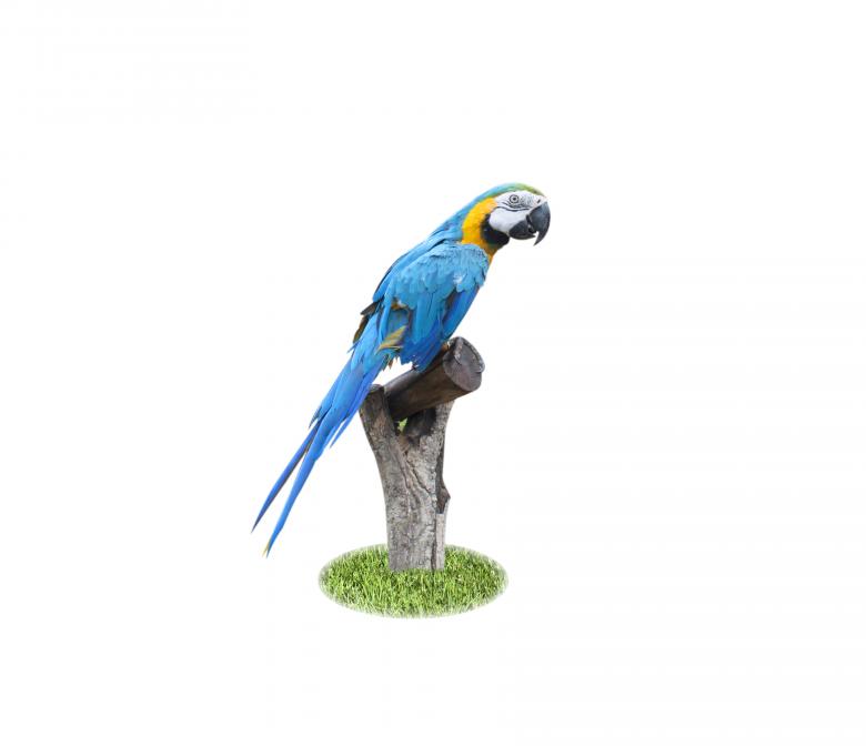 Free stock image of Beautiful Pet Parrot created by janniwet  wangkiri
