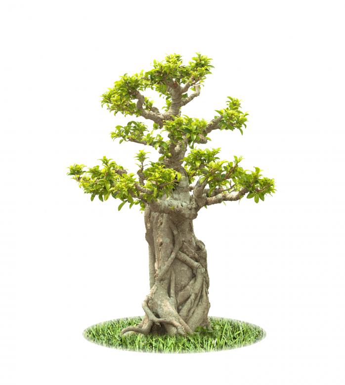 Free stock image of Bonsai tree created by janniwet  wangkiri