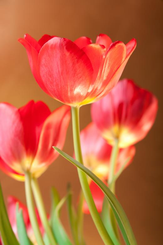 Free stock image of Tulips created by 2happy