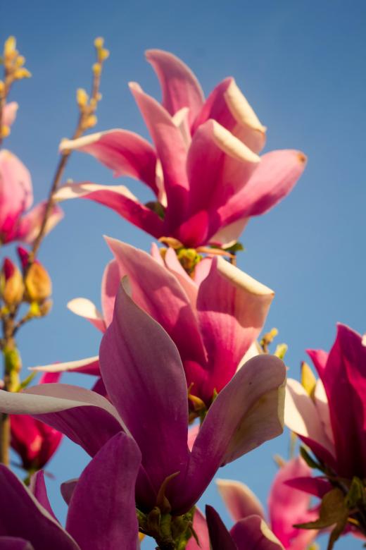 Free stock image of Magnolia flowers created by Alen