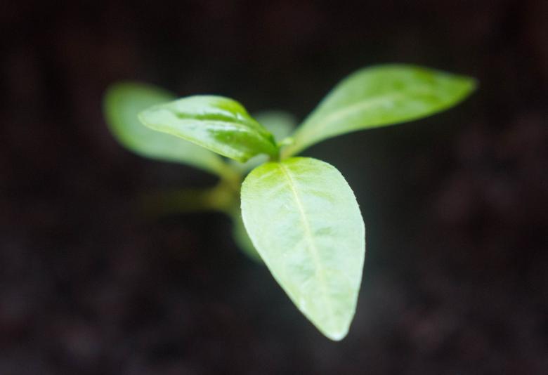Free stock image of Small plant created by Alen