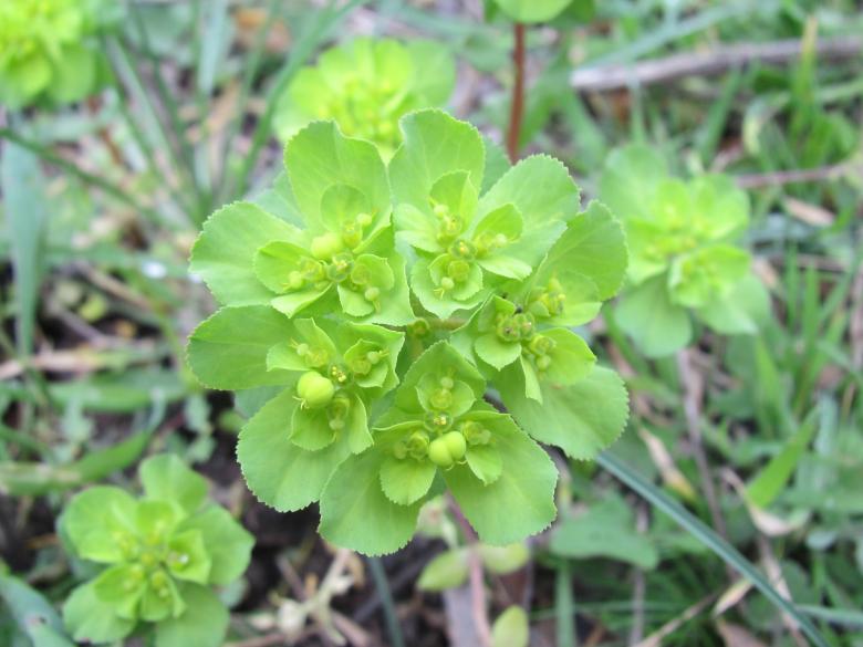 Free stock image of Spring plant created by Boris Kyurkchiev