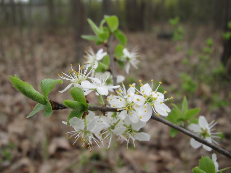 Free stock image of Spring tree blossoms created by Boris Kyurkchiev