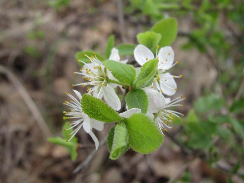 Free stock image of Spring tree blossoms created by Boris Kyurkchiev