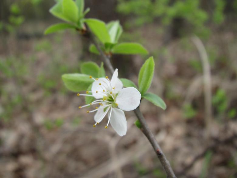 Free stock image of Spring tree blossom created by Boris Kyurkchiev