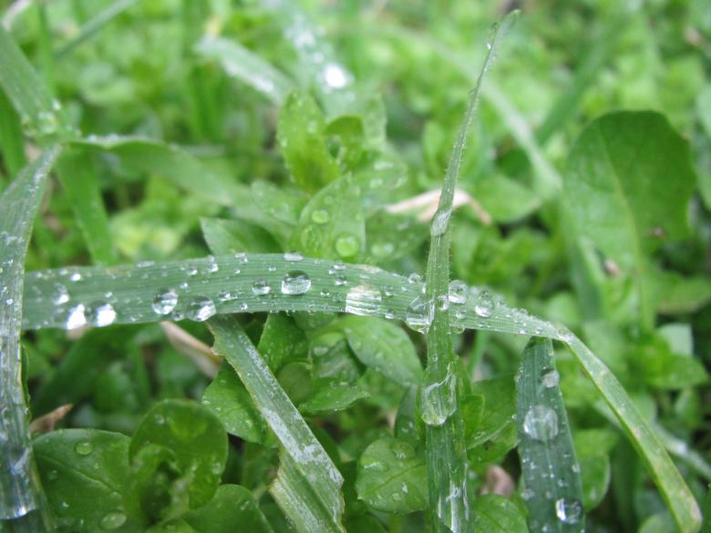 Free stock image of Raindrops on grass created by Boris Kyurkchiev