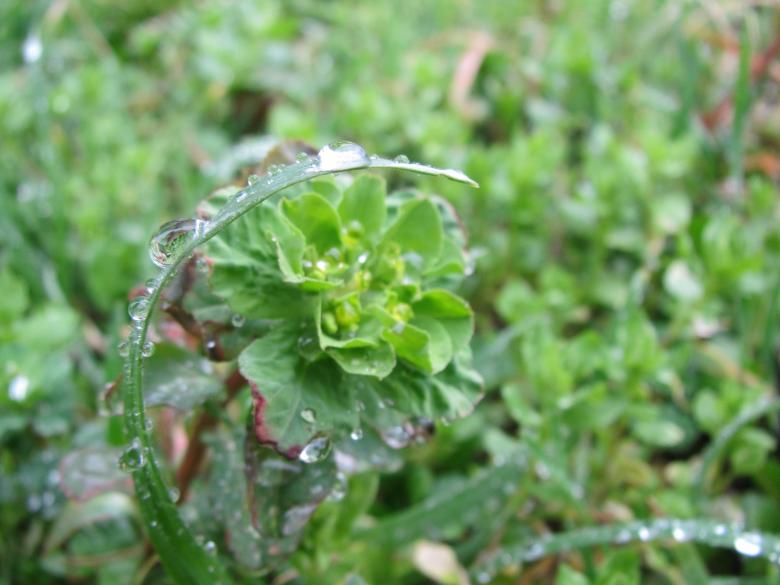 Free stock image of Raindrops on grass created by Boris Kyurkchiev
