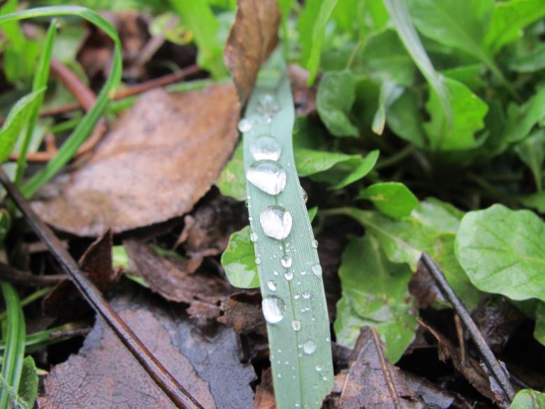 Free stock image of Raindrops on grass created by Boris Kyurkchiev