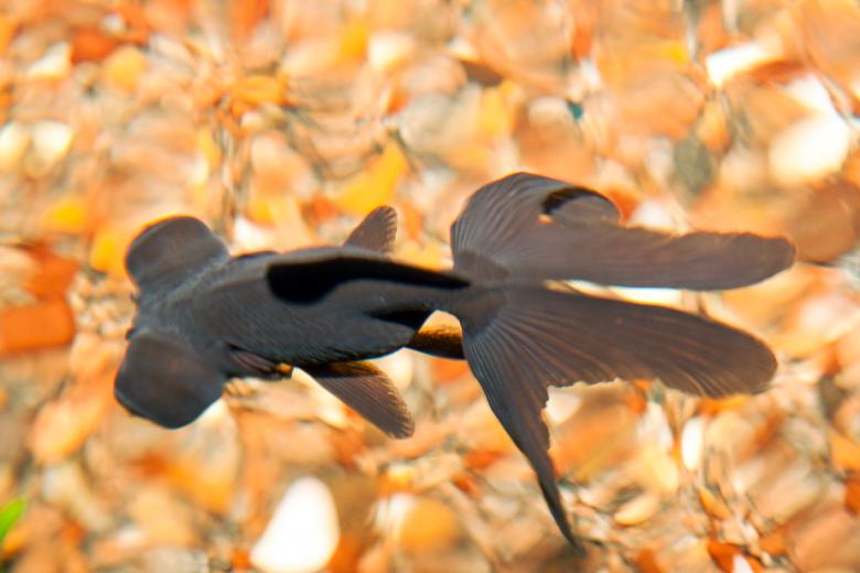 Free stock image of Aquarium fish created by 2happy