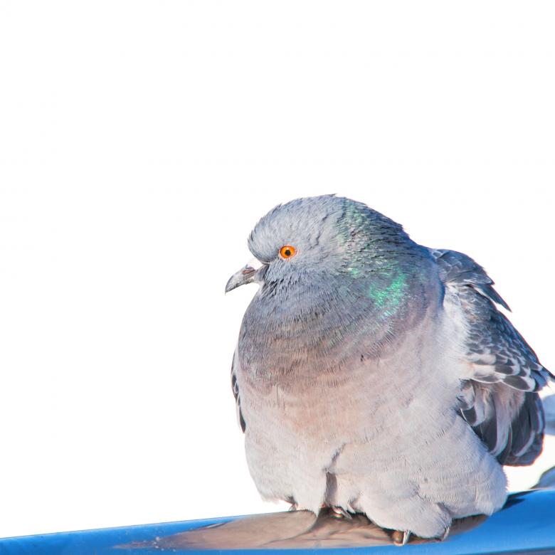 Free stock image of Dove created by 2happy