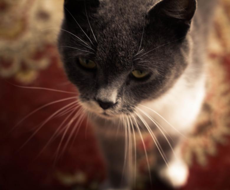 Free stock image of Cat created by Alen