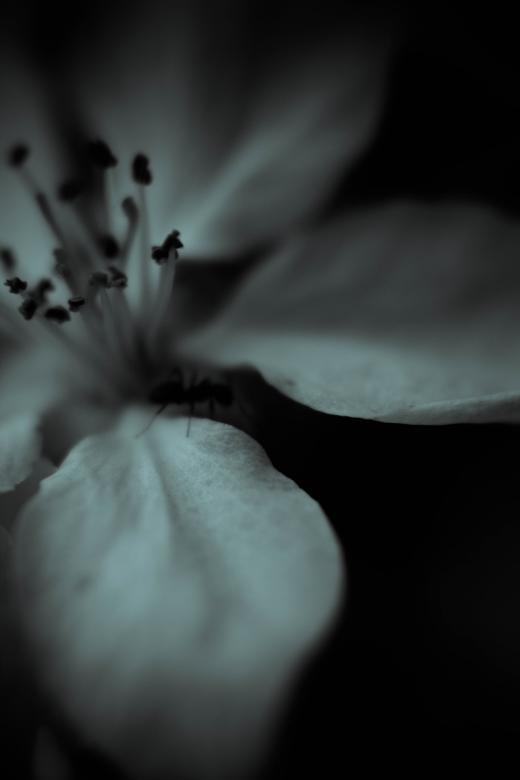 Free stock image of Ant on a flower created by Alen