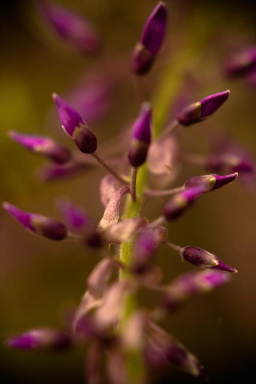 Free stock image of Flower buds created by Alen