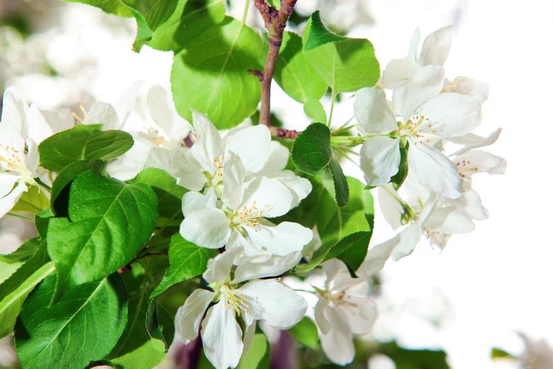 Free stock image of White flowers created by 2happy