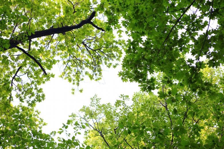 Free stock image of Green leaves created by 2happy