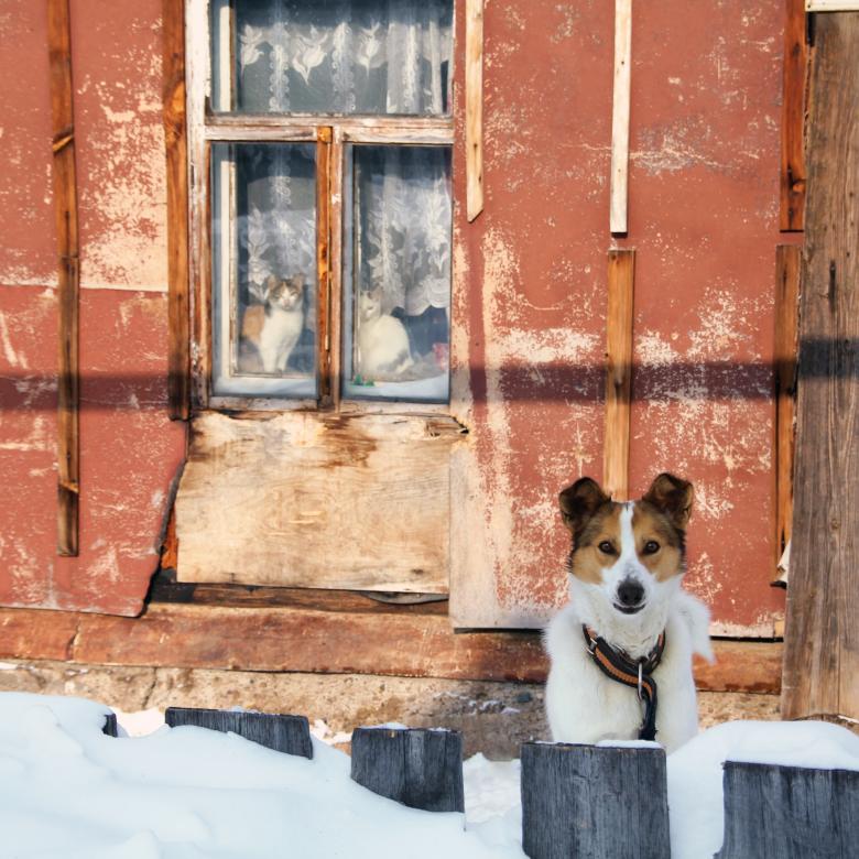Free stock image of Dog and cats created by 2happy
