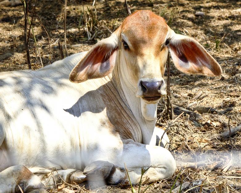 Free stock image of Cow created by Geoffrey Whiteway