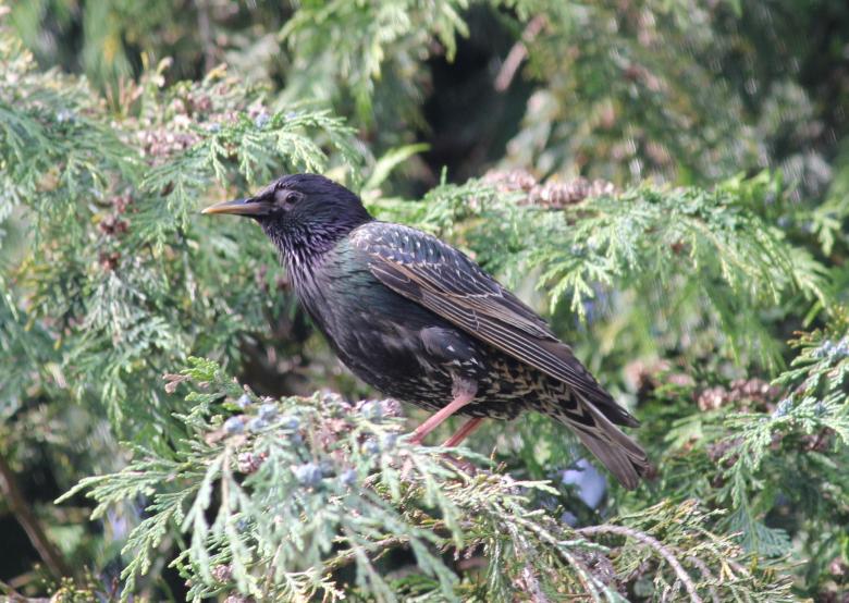 Free stock image of Starling In A Tree created by Darren Lewis