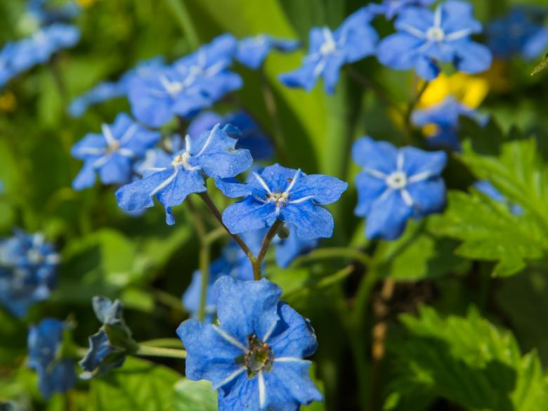 Free stock image of Spring flower created by Janis Urtans