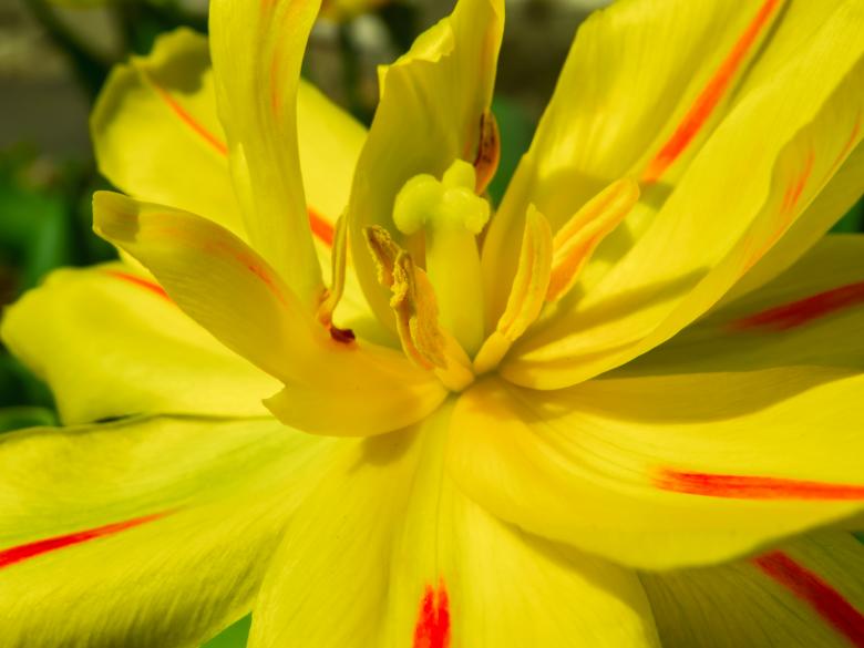 Free stock image of Spring flower created by Janis Urtans