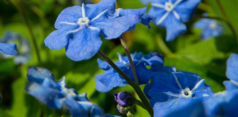 Free stock image of Spring flower created by Janis Urtans