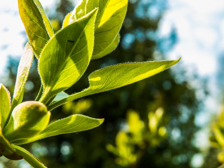 Free stock image of Blooming tree created by Janis Urtans