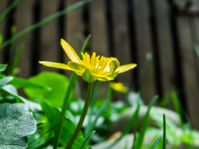 Free stock image of Spring flower created by Janis Urtans